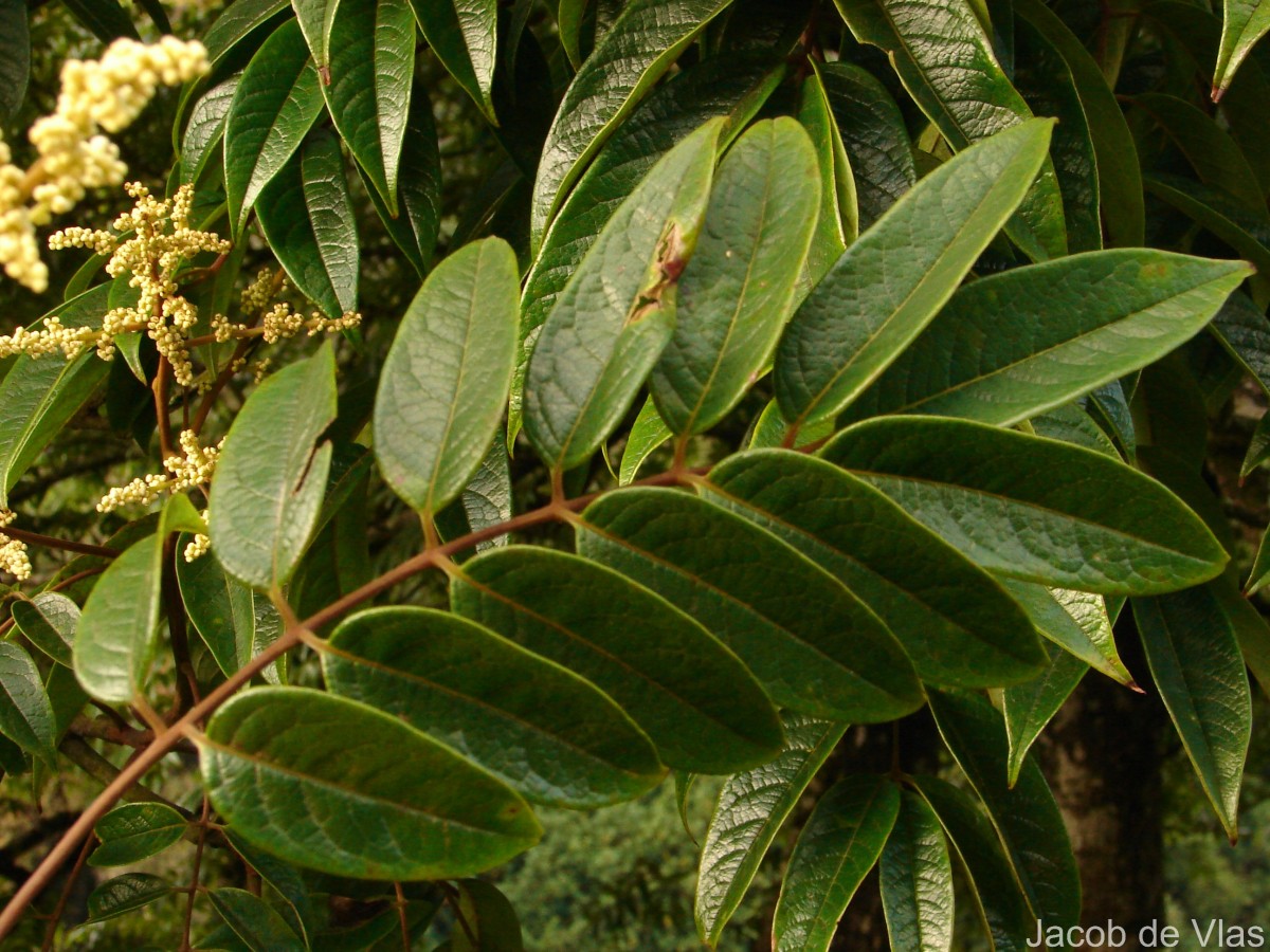 Meliosma arnottiana (Wight) Walp.